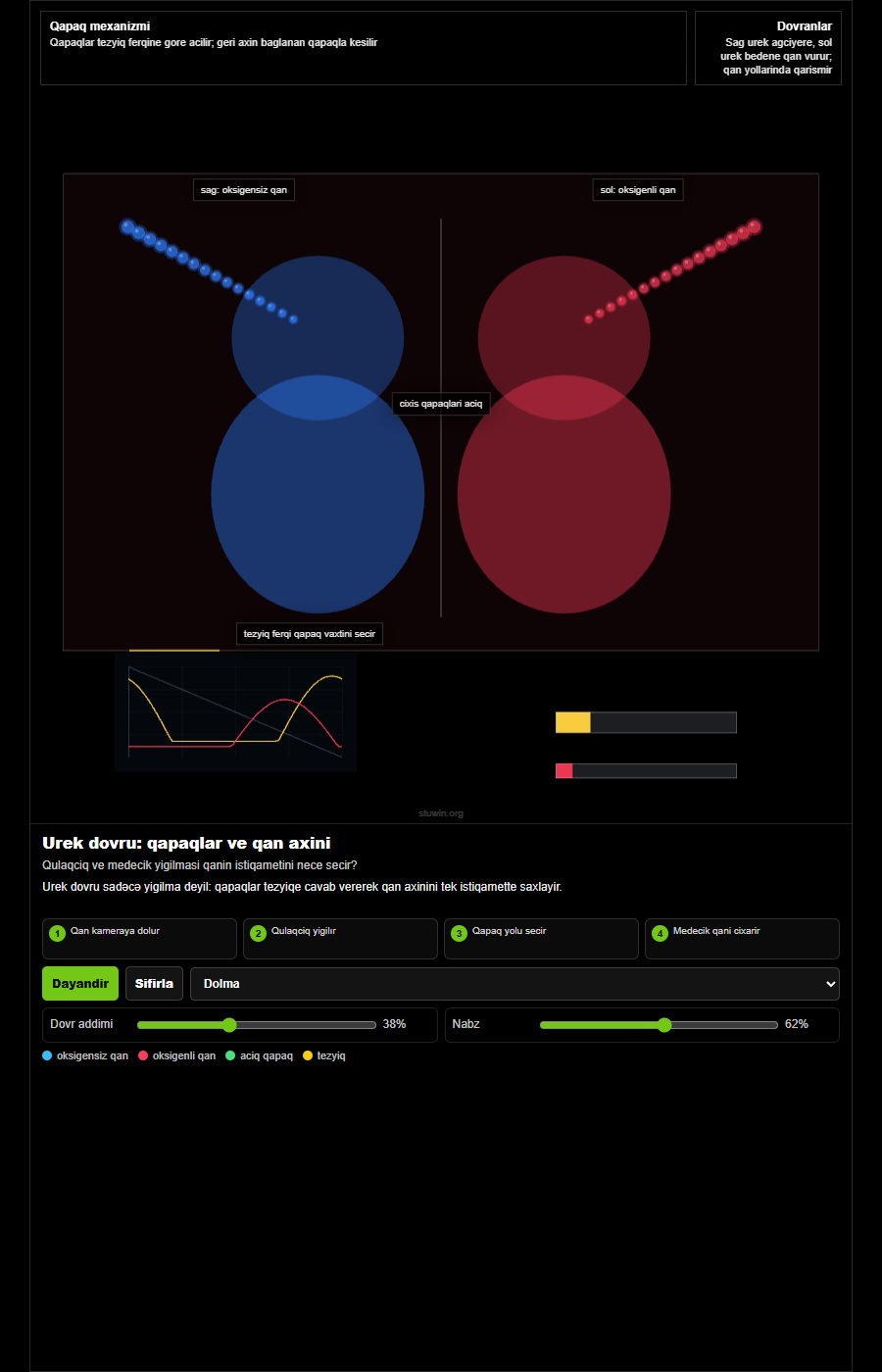 Heart valve flow cycle animation thumbnail