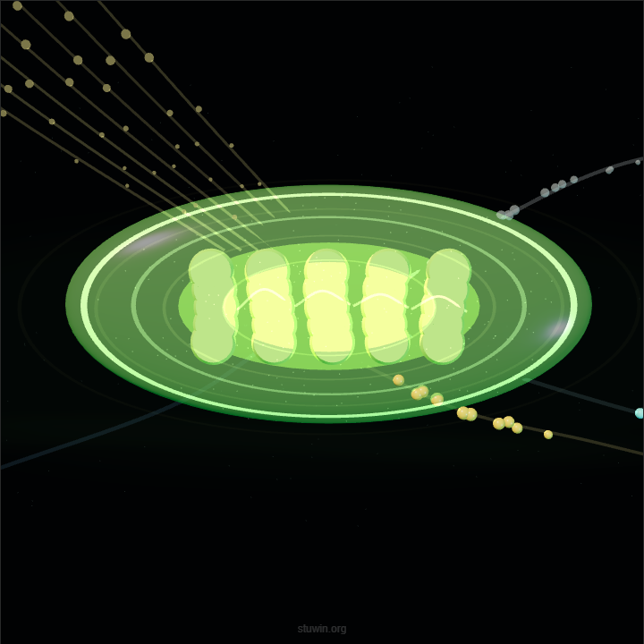 Photosynthesis leaf animation thumbnail